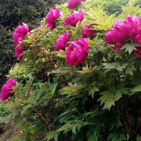 Casa Fonda- Piemonte Frühstückspension Mango