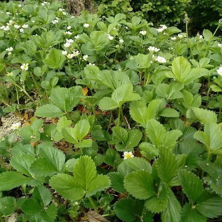 ベッド・アンド・ブレックファスト Casa Fonda- Piemonte