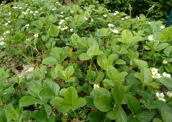 Nocleg ze śniadaniem Casa Fonda- Piemonte